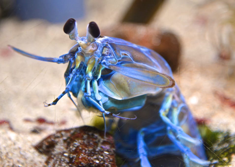 where to get mantis shrimp